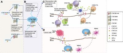 The role of CXCR3 and its ligands in cancer